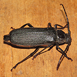 Aulacopus reticulatus